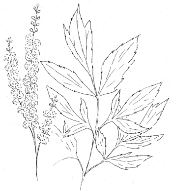 Black Cohosh Drawing