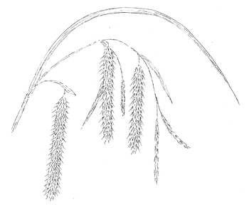 Nodding Sedge Drawing