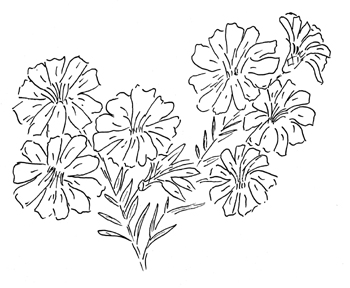 Heath Aster Drawing