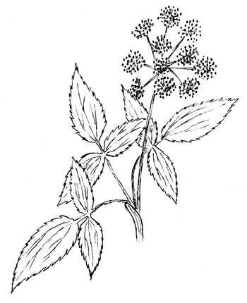Golden Alexanders  Drawing