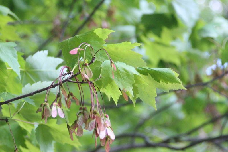 Red Maple Picture