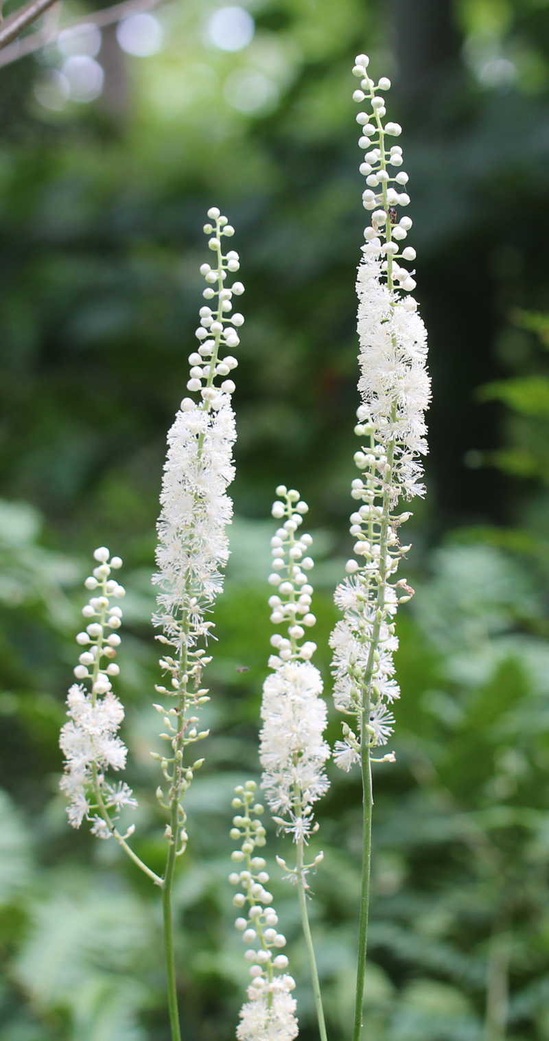 Black Cohosh Picture
