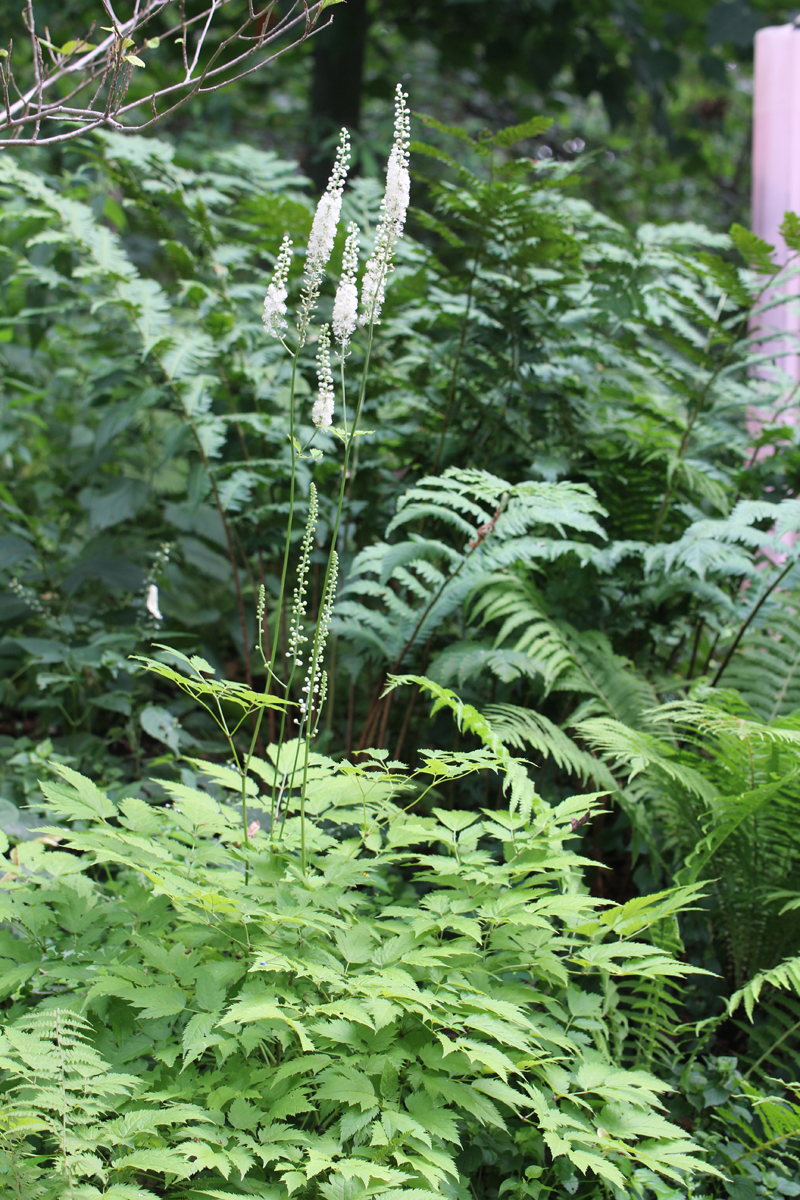 Black Cohosh Picture