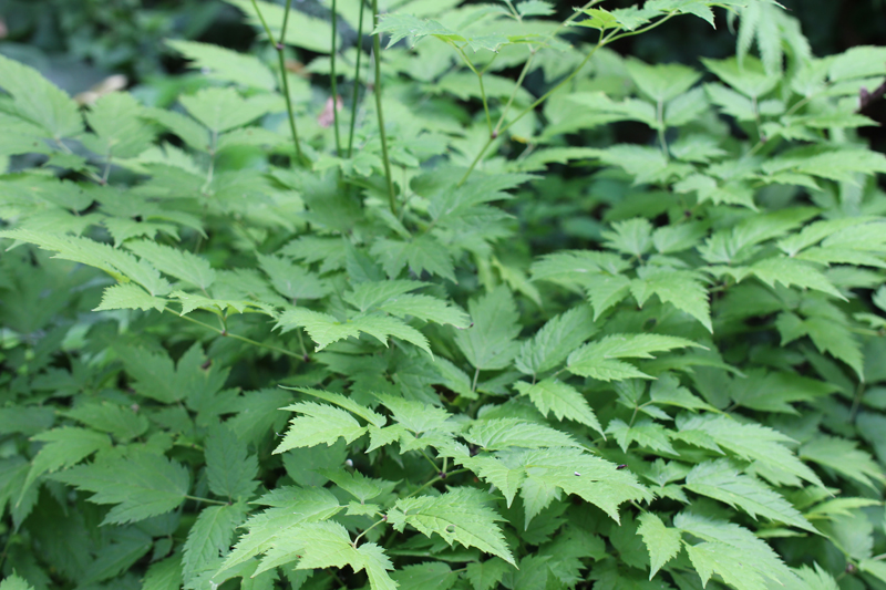 Black Cohosh Picture