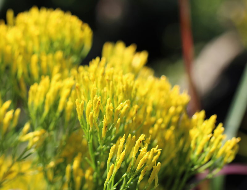 Nuttall's Rayless Goldenrod Picture