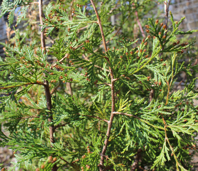 Atlantic White Cedar Picture