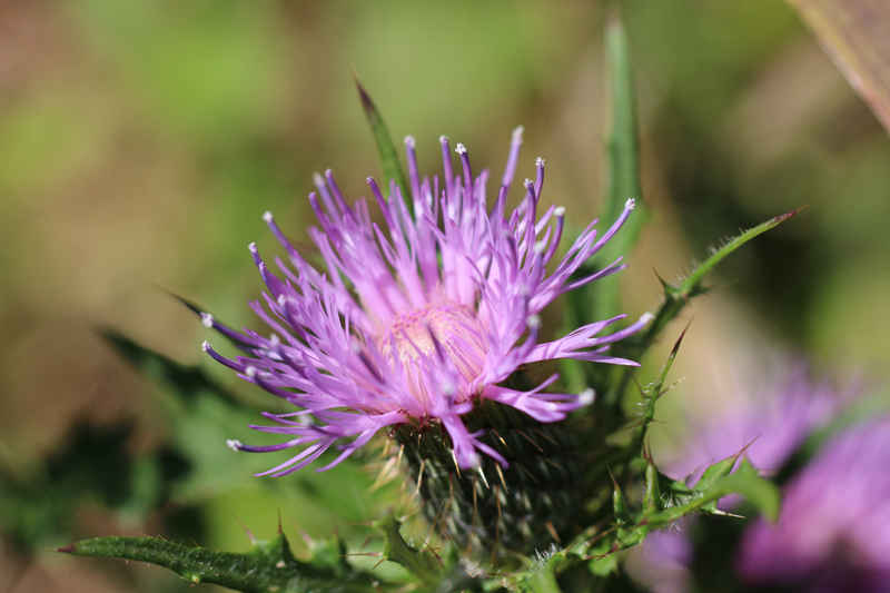 Pasture Thistle Picture