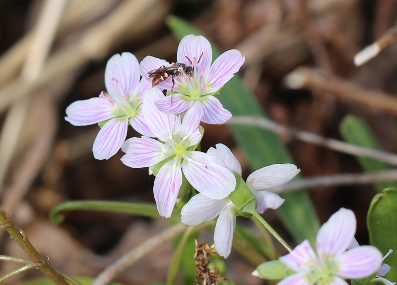 Virginia Springbeauty Picture