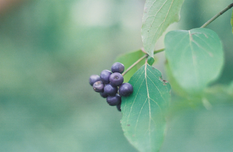 Silky Dogwood Picture
