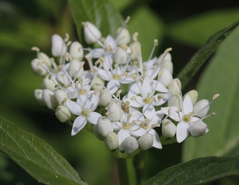Redosier Dogwood Picture
