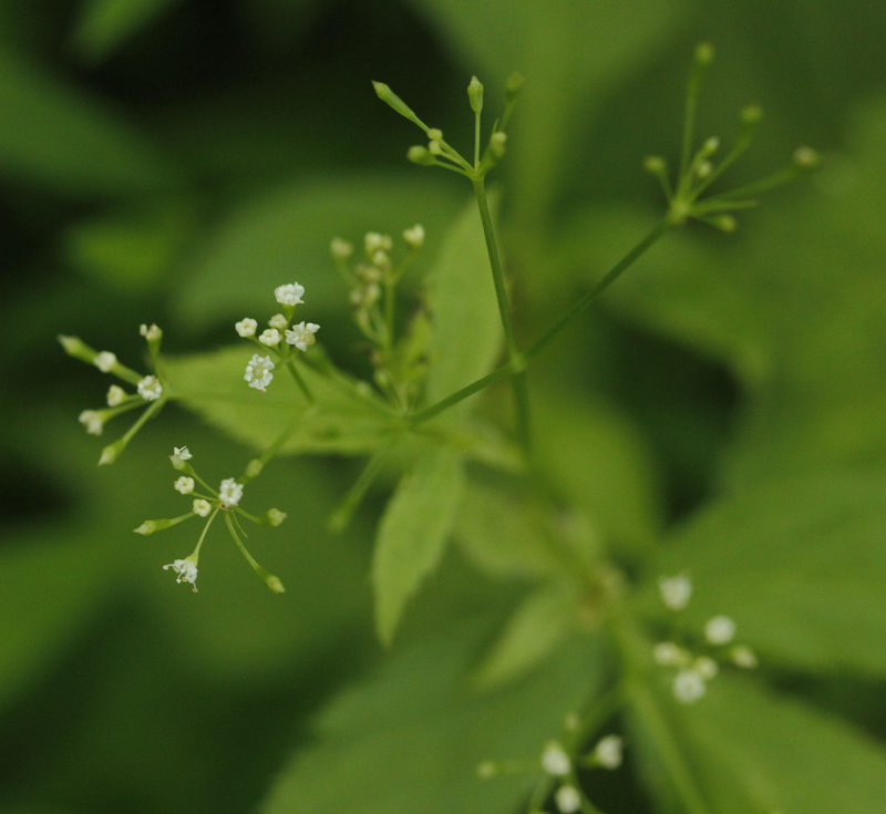 Canadian Honewort Picture