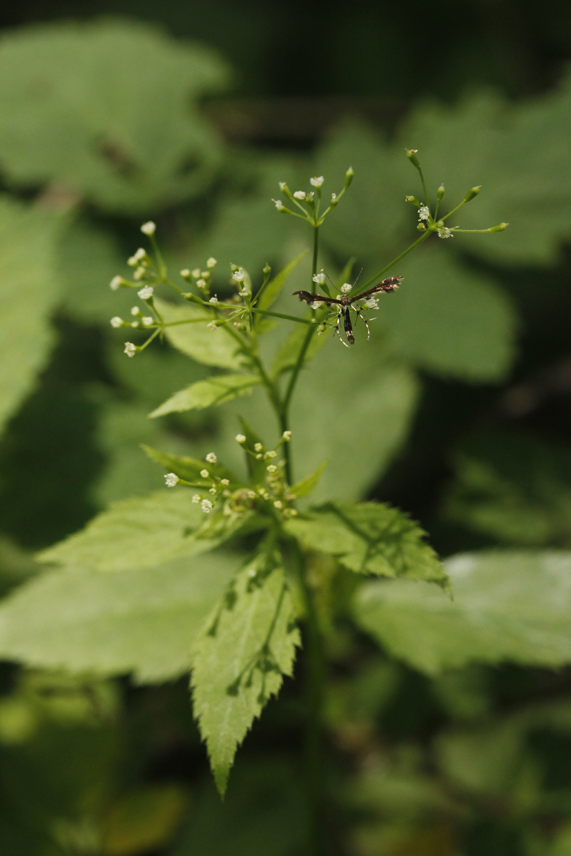 Canadian Honewort Picture
