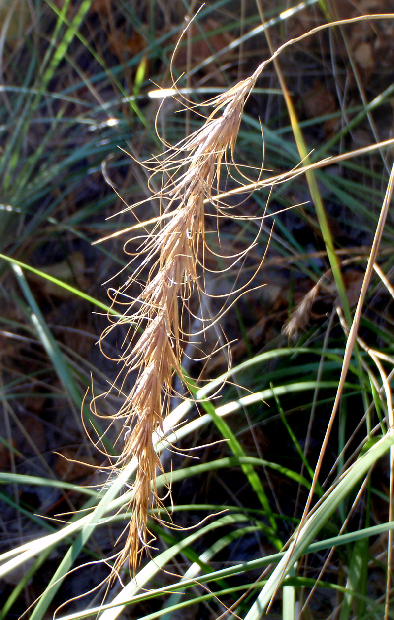Canada Wild Rye Picture