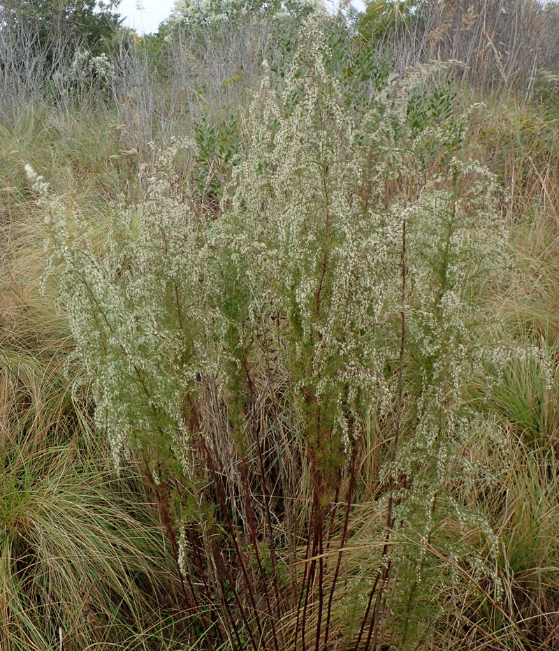 Dog-Fennel Picture