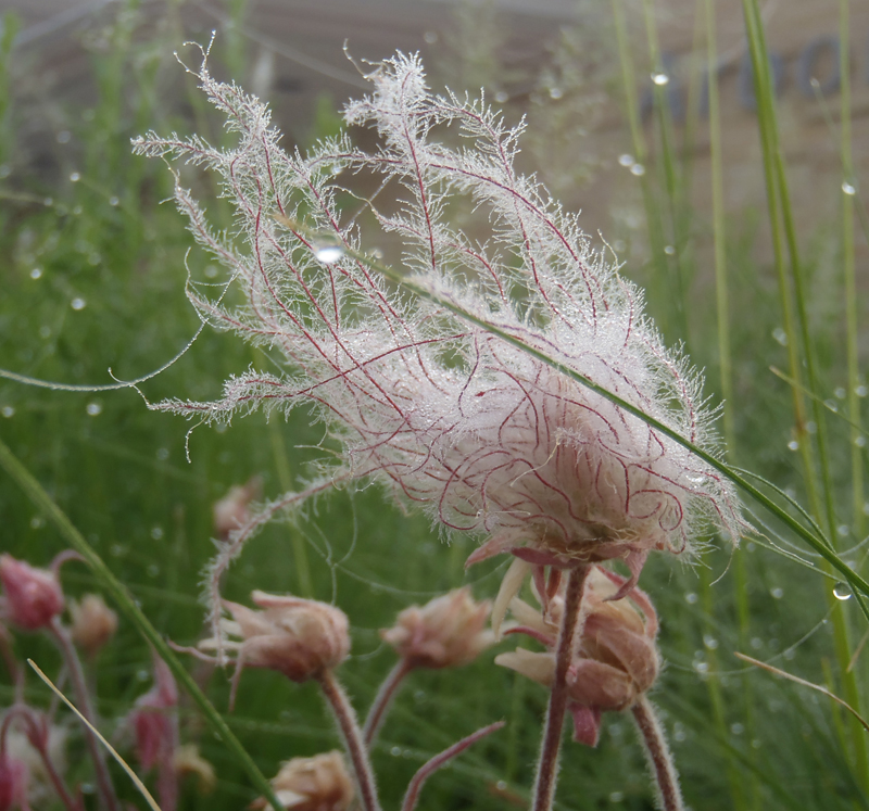 Prairie Smoke Picture
