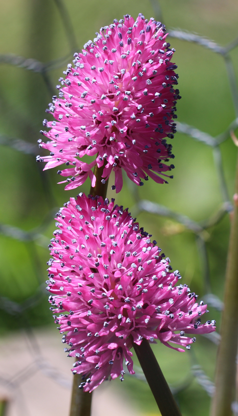 Swamp Pink  Picture