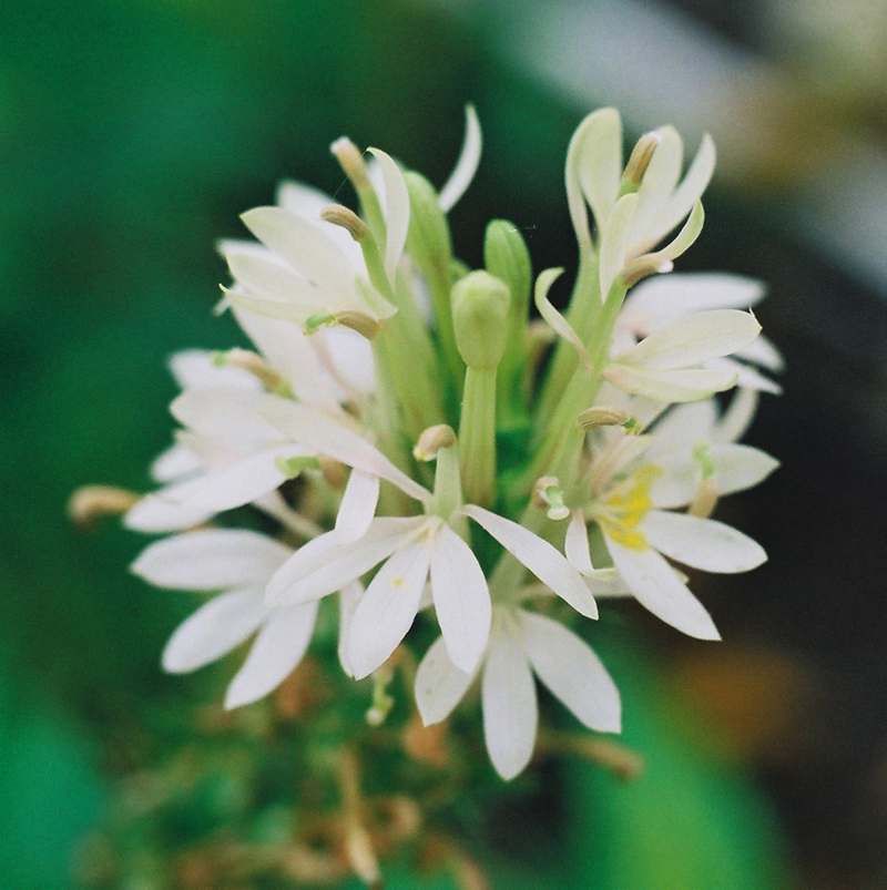 Pure White Cardinal Flower Picture