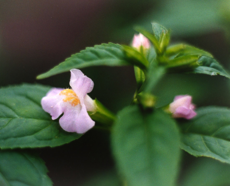 Sharpwing Monkey Flower Picture