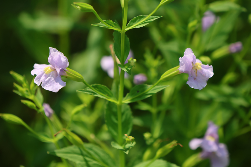 Allegheny Monkey Flower Picture