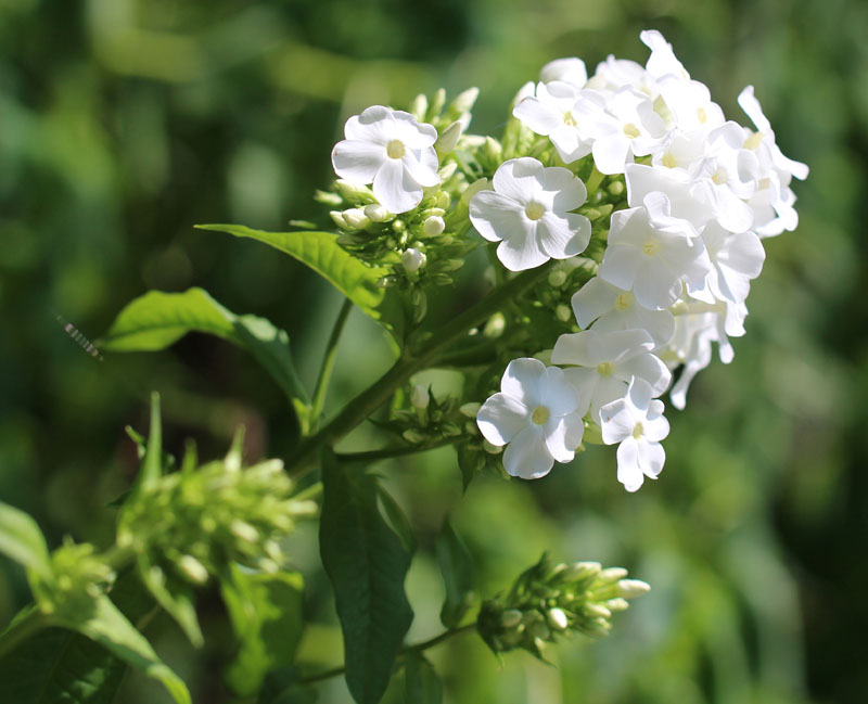 Pink Summer Phlox (white form) Picture