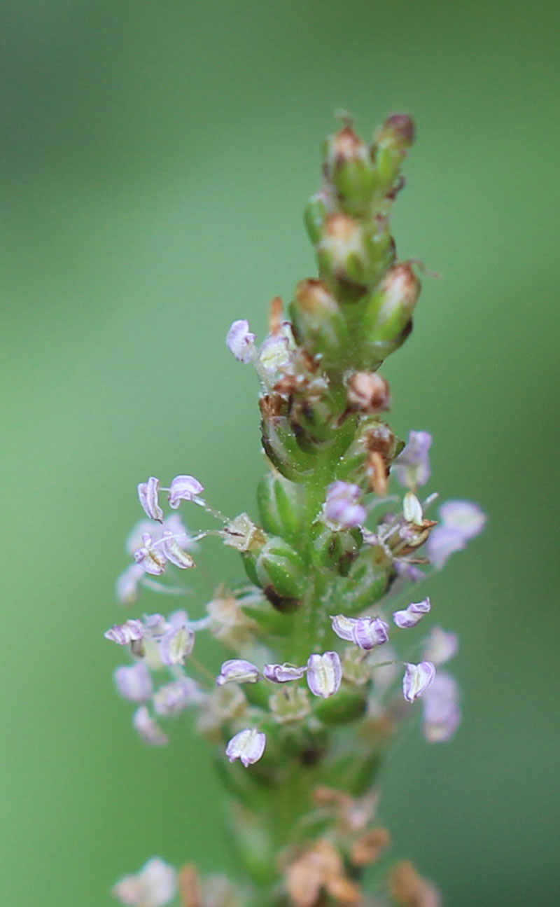 Blackseed Plantain Picture