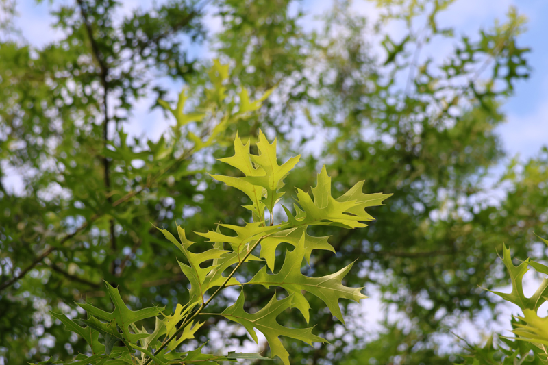 Pin Oak Picture