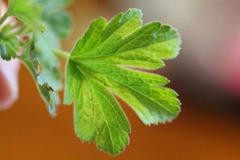 Missouri Gooseberry Picture