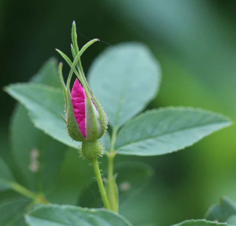 Swamp Rose Picture