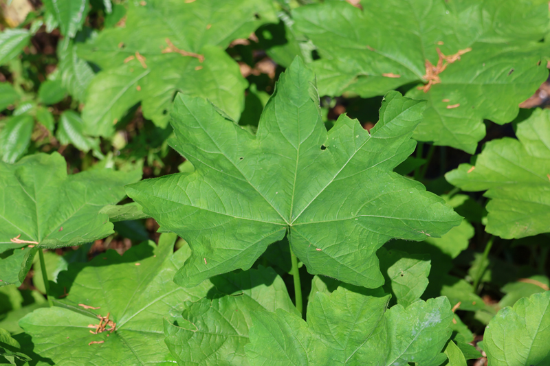 Virginia Fanpetals Picture