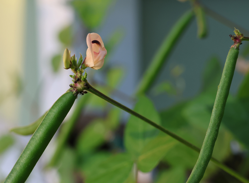 Trailing Fuzzy-bean