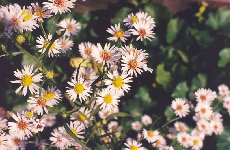 Heath Aster Picture