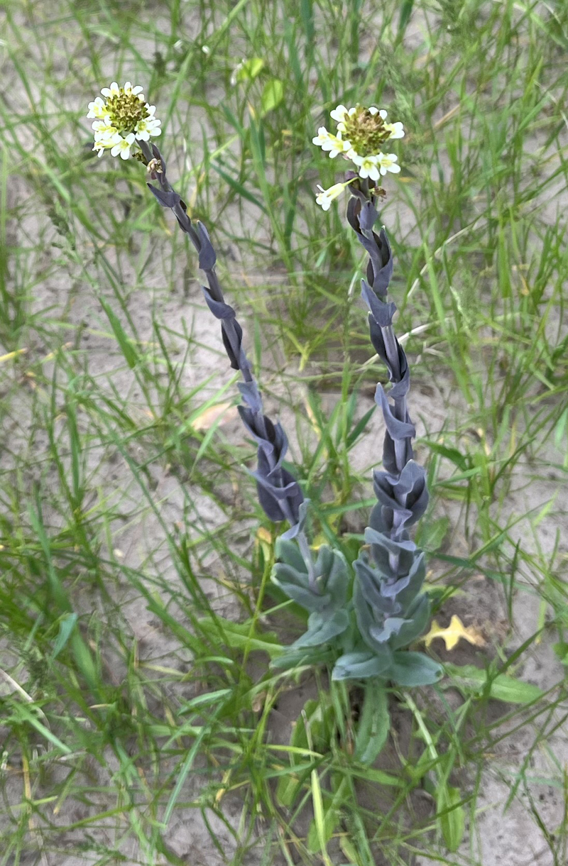 Tower Mustard>
		<br><br>
			<p class=