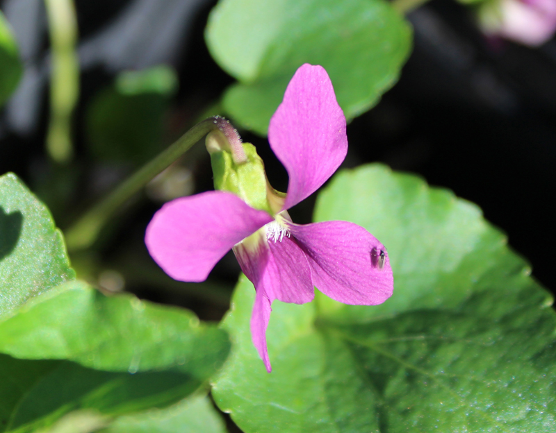 Magenta (aka Red) Violet Picture