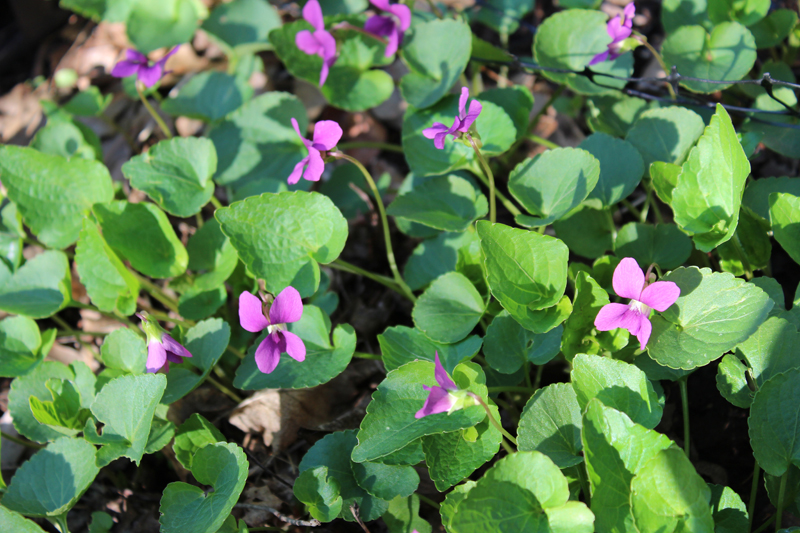 Magenta (aka Red) Violet Picture